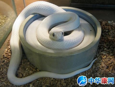 梦见白蛇是什么预兆，梦见白蛇是什么预兆？周公解梦与心理学解读