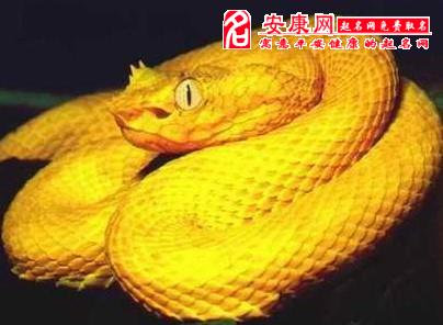 梦见蛇咬脚是什么预兆,梦见蛇咬脚是什么预兆 梦见蛇咬脚是什么预兆,梦见蛇咬脚是什么预兆