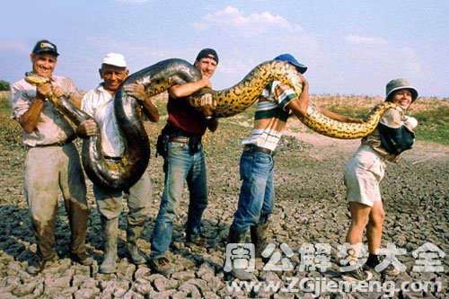 梦见一条大蛇是什么意思,梦见一条大蛇是什么意思 梦见一条大蛇是什么意思,梦见一条大蛇是什么意思
