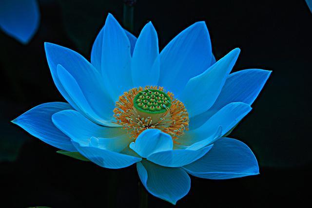 燕子做窝代表什么预兆，燕子做窝的预兆